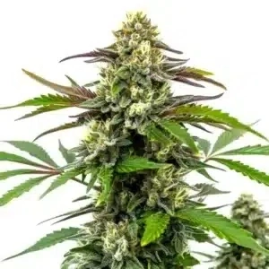 Blimburn Seeds - Orka