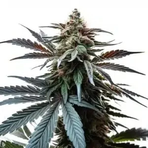 Blimburn Seeds - Sour Diesel