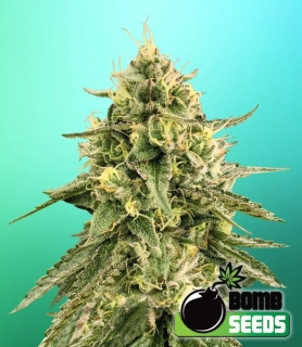 Bomb Seeds - Monkey Bomb