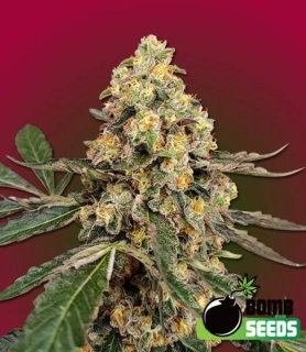 Bomb Seeds - THC Fritters