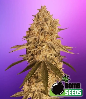 Bomb Seeds - Baked Bomb