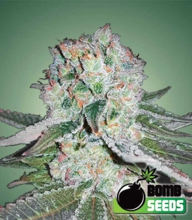 Bomb Seeds - Banana Bomb