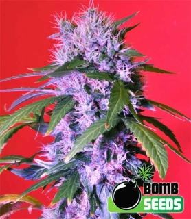 Bomb Seeds - Berry Bomb