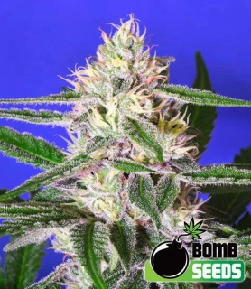 Bomb Seeds - Edam Bomb