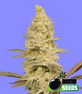 Bomb Seeds - Glookie Bomb
