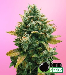 Bomb Seeds - Godfather Bomb