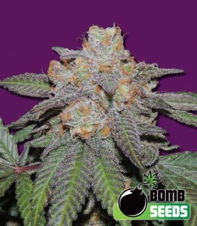 Bomb Seeds - Cherry Bomb