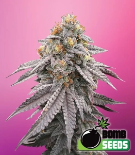 Bomb Seeds - Runtz Bomb