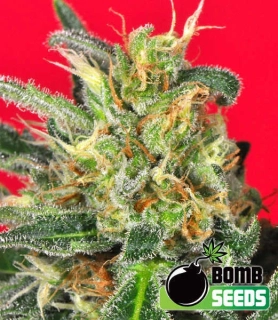 Bomb Seeds - Cluster Bomb regular