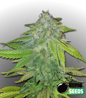 Bomb Seeds - Ghost Train Bomb