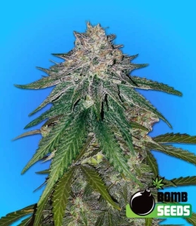 Bomb Seeds - Zkittlez Gum Bomb