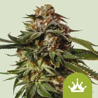 Royal Queen Seeds Special Queen #1 Auto