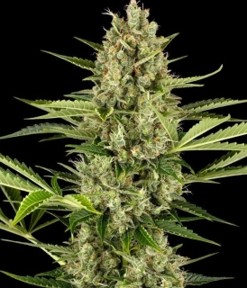 Sensi Seeds Jack Herer Automatic