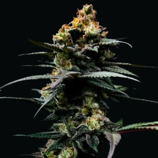 DNA Genetics The Stinking Rose