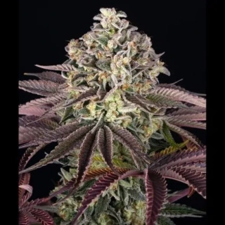 Green House Seed Super Lemon Haze x Pink Candy