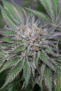 Humboldt Seed Amherst Sour Diesel