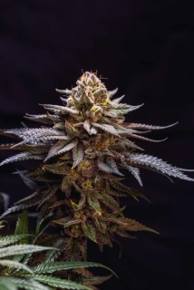 Fast Buds Gorilla Melon