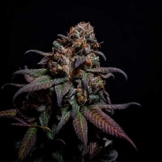Fast Buds Rainbow Melon
