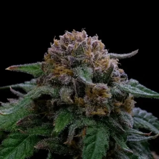 Fast Buds Lemonpaya