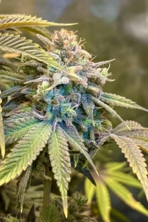 Fast Buds Lemon Mandarin