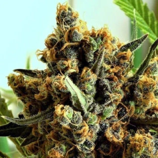Ripper Seeds EyeBallz