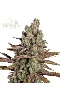 Seedstockers Superior - Frosty Tooth