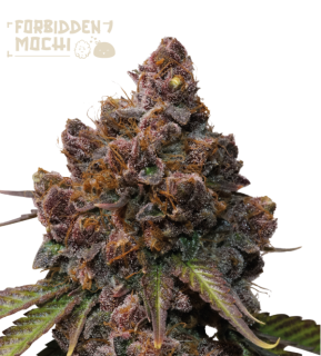 Seedstockers Superior - Forbidden Mochi