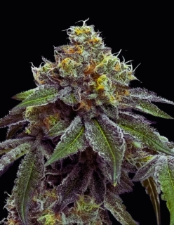 Barney´s Farm RS11 x Banana OG