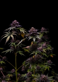Paradise Seeds Candy Breath