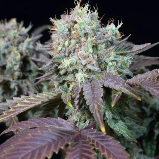 Paradise Seeds Doppler