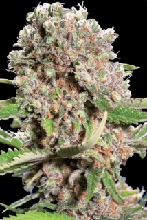 Paradise Seeds Momo