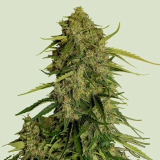 Royal Queen Seeds Atlas F1