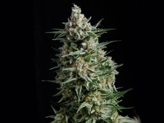 Pyramid Seeds - Anesthesia CBD