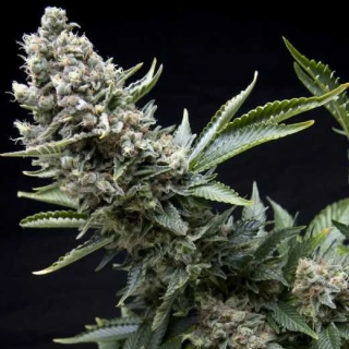 Pyramid Seeds - Auto New York City CBD