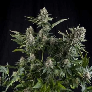 Pyramid Seeds - Auto White Widow CBD