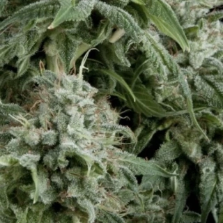 Pyramid Seeds - Northern Lights CBD