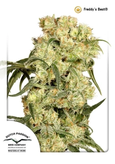 Dutch Passion Freddy´s Best