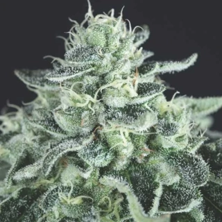 Pyramid Seeds - Gelato