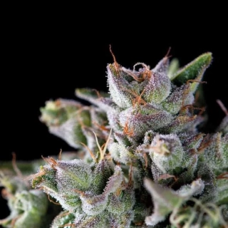 Pyramid Seeds - Gorila