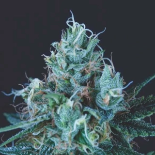 Pyramid Seeds - Ice Cream