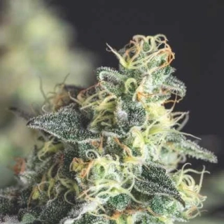 Pyramid Seeds - Lemon Larry OG