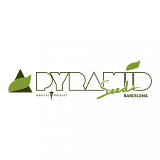 Pyramid Seeds - Purple