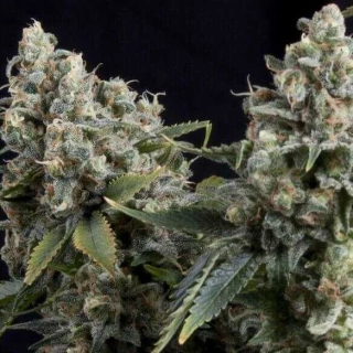Pyramid Seeds - Tutankhamon