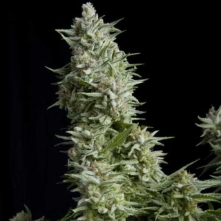 Pyramid Seeds - Alpujarreña