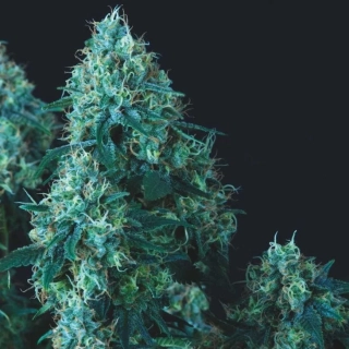 Pyramid Seeds - Black Cherry Punch