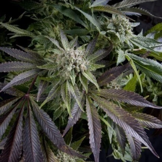 Pyramid Seeds - Blue Pyramid