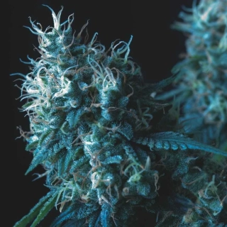 Pyramid Seeds - Cookies USA