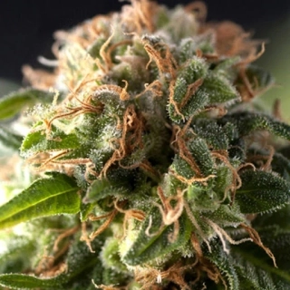 Pyramid Seeds - Fresh Candy