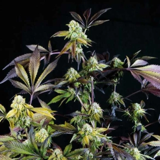 Pyramid Seeds - Sunset Sherbet