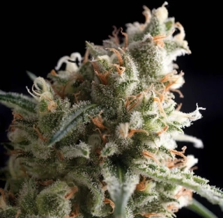 Pyramid Seeds - Super Hash